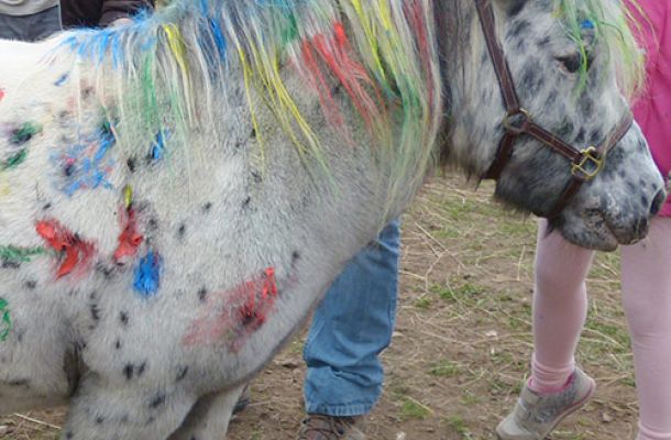 buntes pony 44cf57eb
