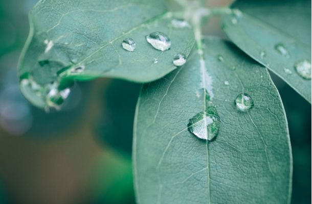 plant 3585490 1920 b156dff9