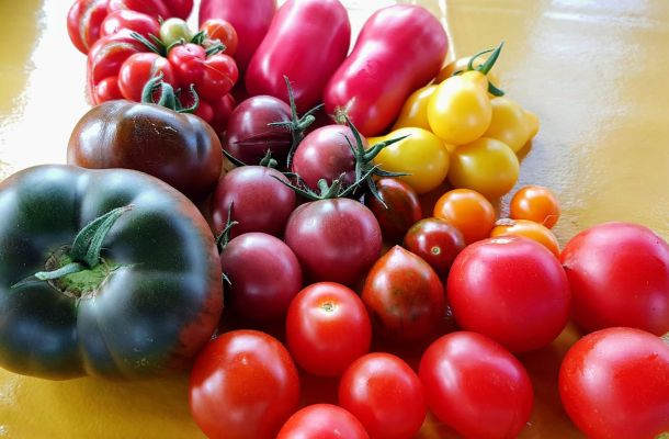 Tomatenbild b35f0820