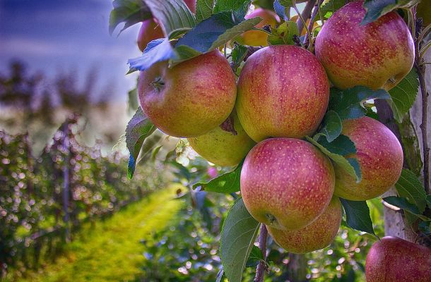 apples 490475 1280 c88fcf50